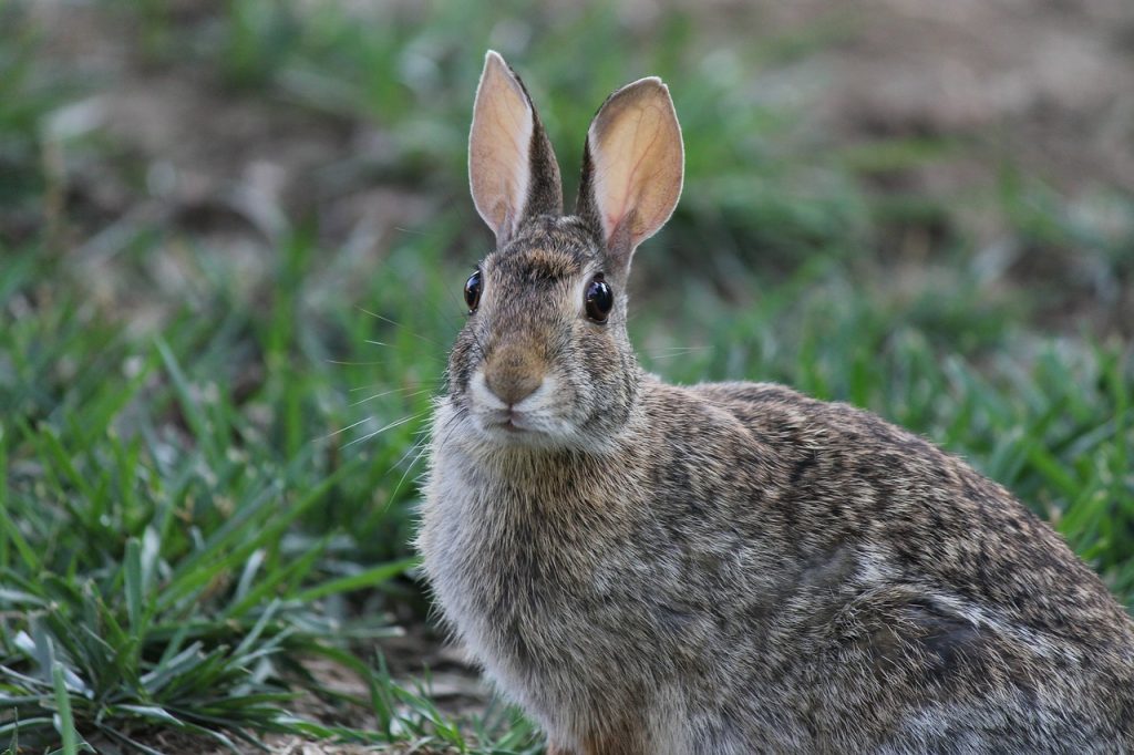 Hase in grüner Wiese