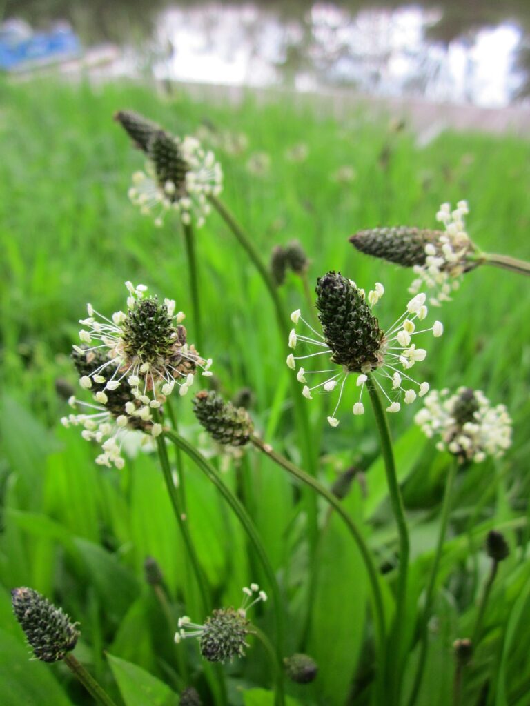 Spitzwegerich mit Blüte